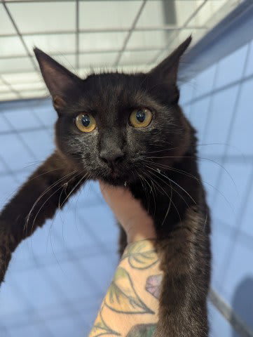 Photo of MIDNIGHT