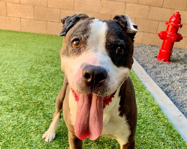 Photo of SMILEY