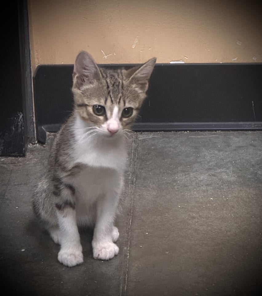 Photo of Latte