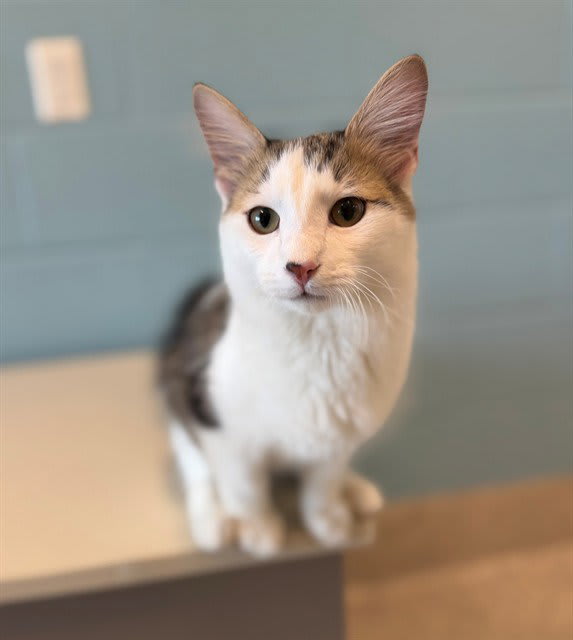 Photo of SKIPPER