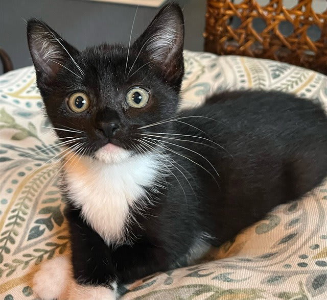 Photo of COOKIE
