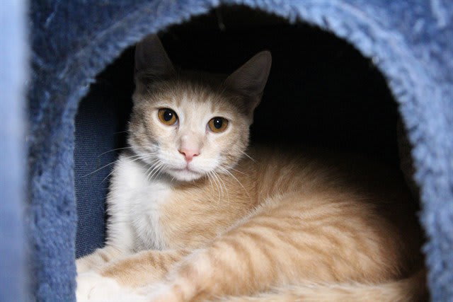 Photo of FRED