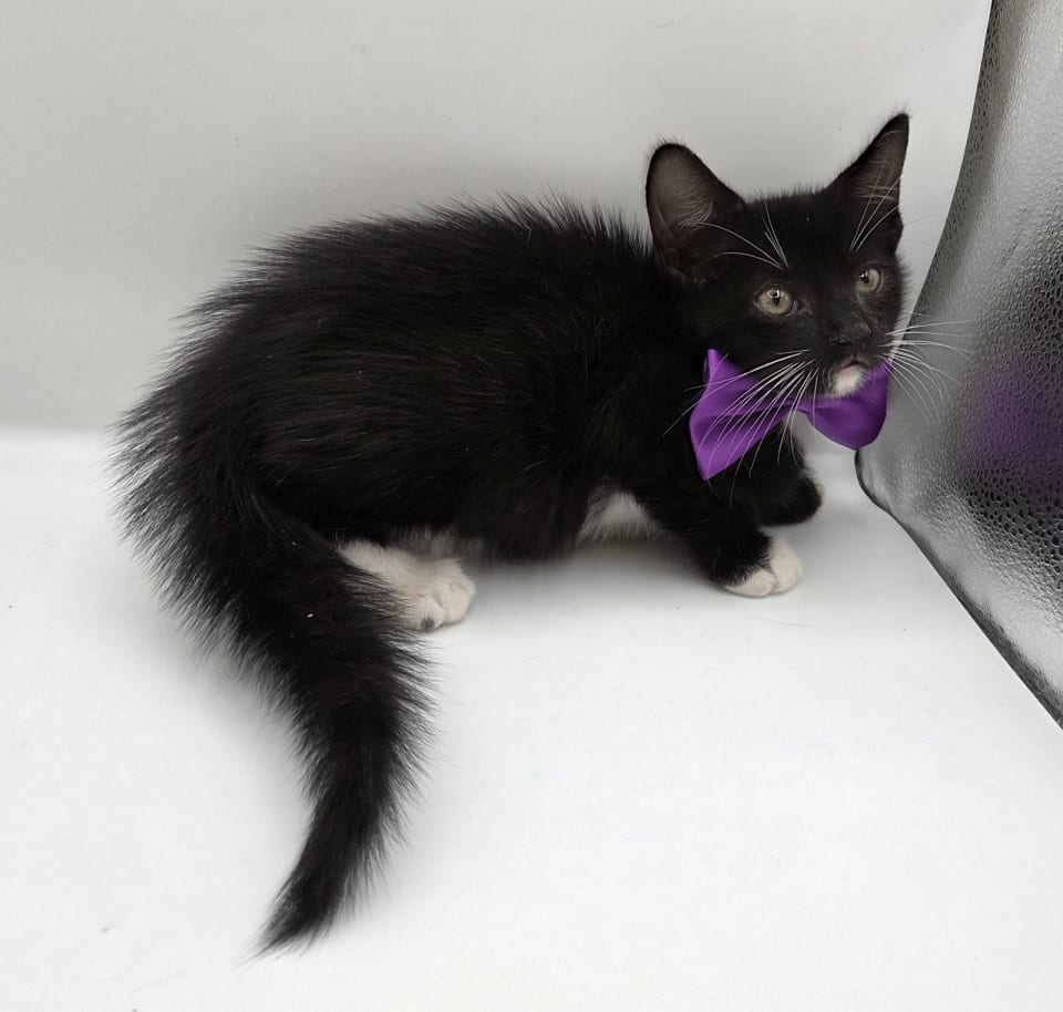 Photo of Uzi