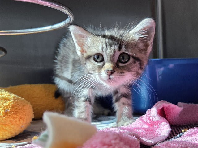 Photo of Cat