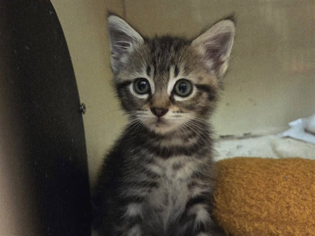 Photo of Cat