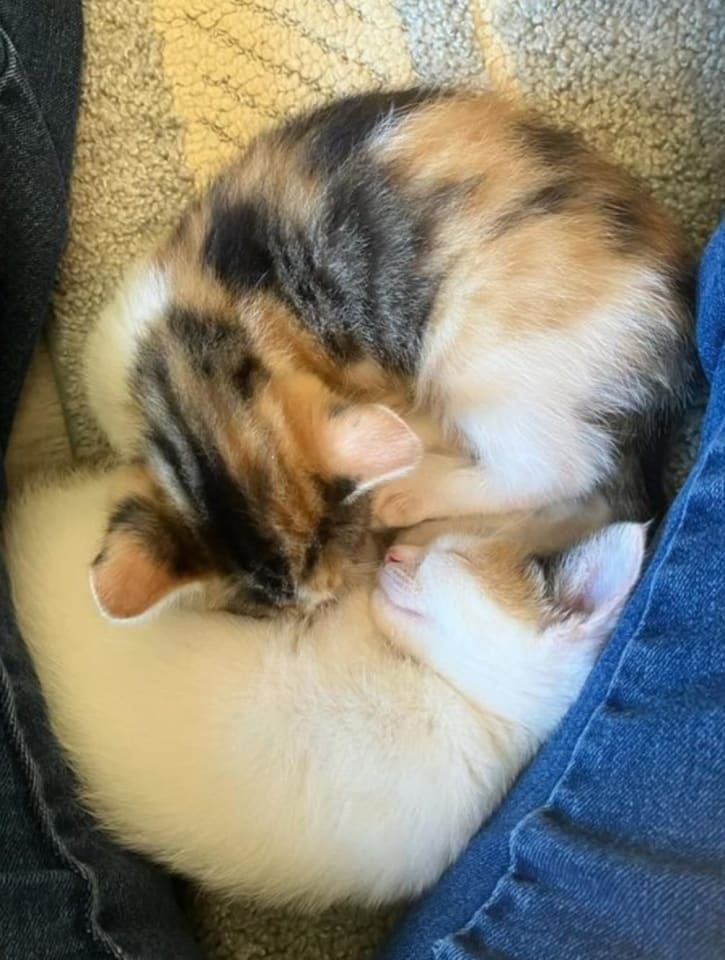 Photo of Amelia