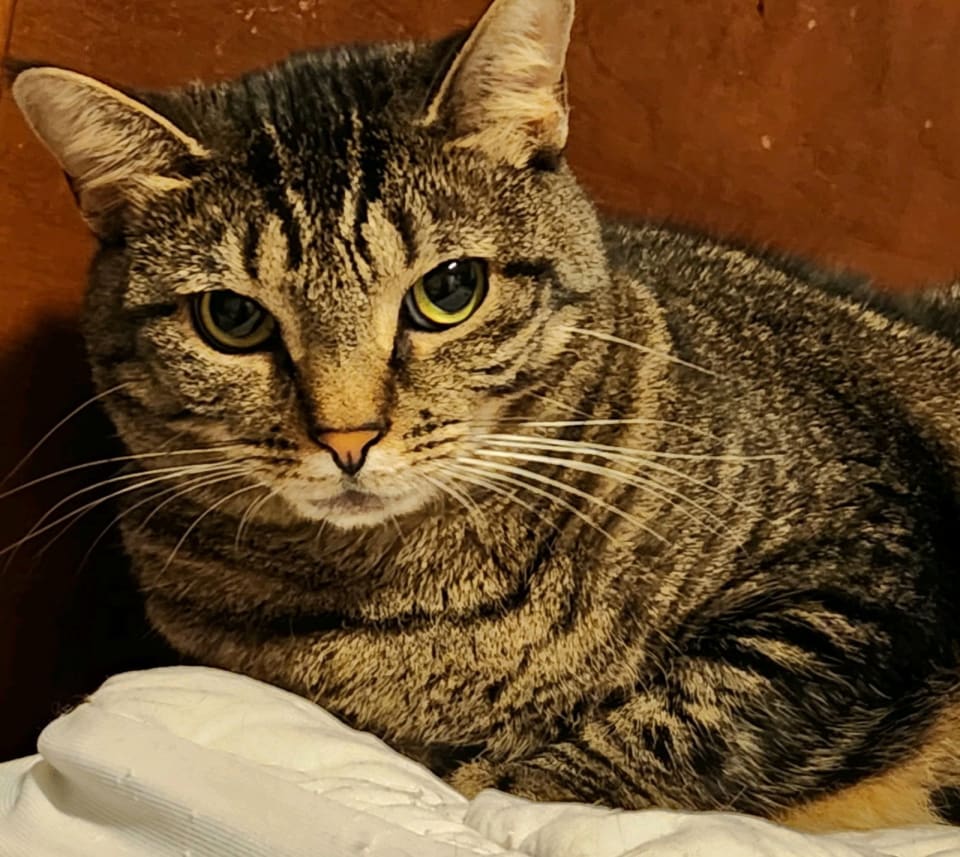 Photo of Izzy