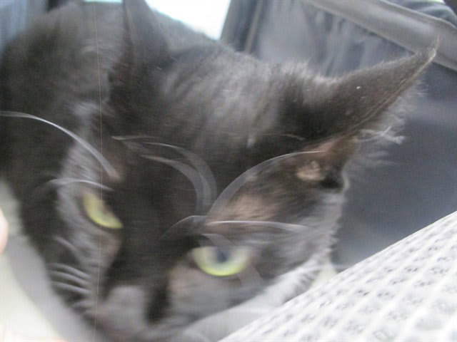 Photo of MITTENS