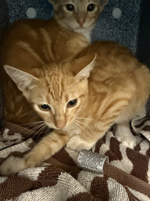 Photo of Cat