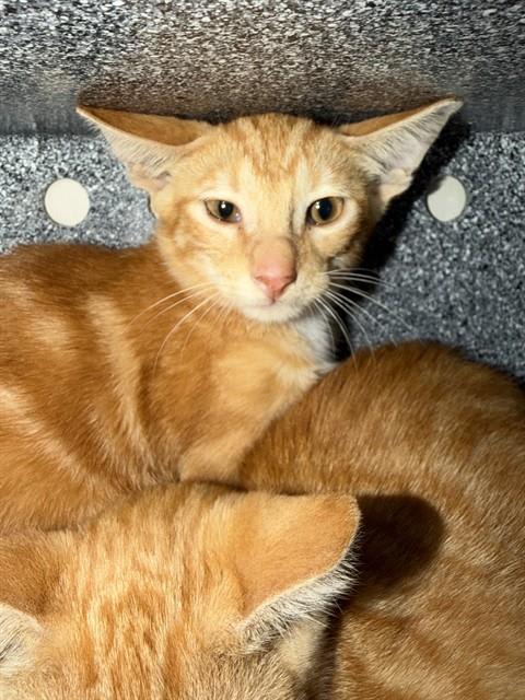 Photo of Cat