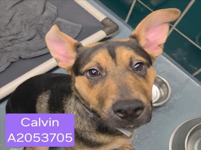 Photo of CALVIN