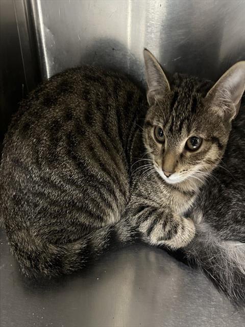 Photo of Cat