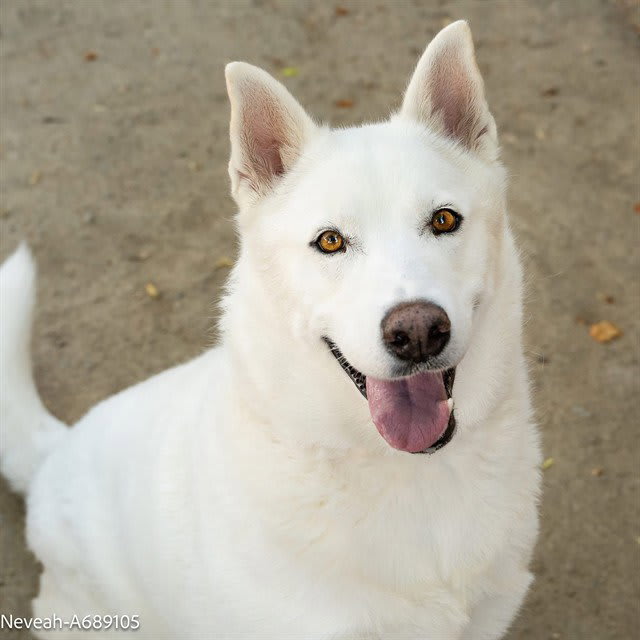 Photo of NEVEAH