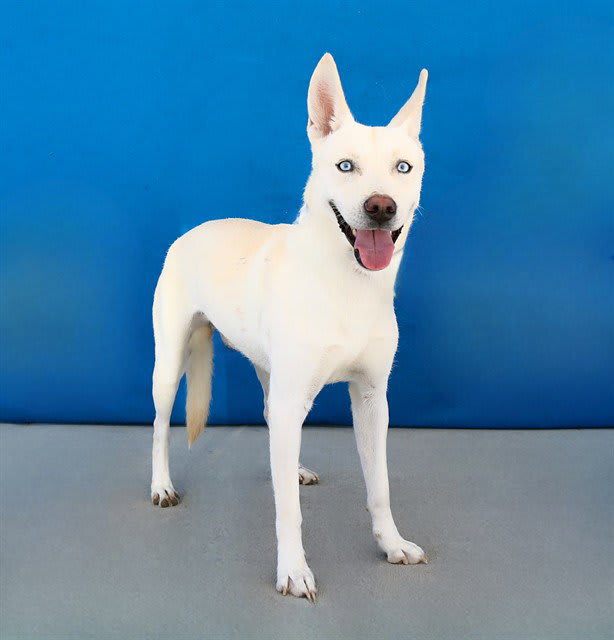 Photo of BLUE