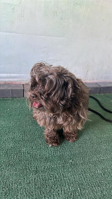 Photo of Dog