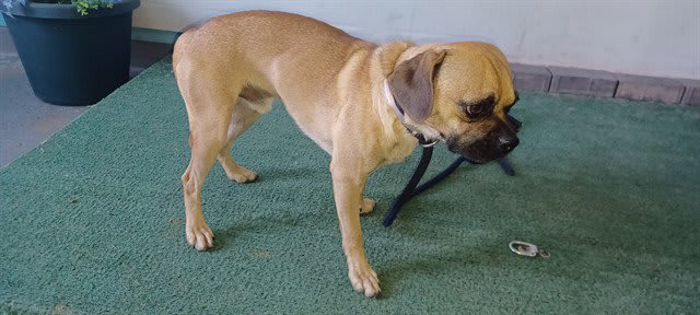 Photo of Dog