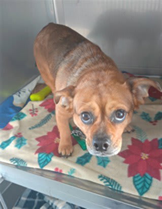 Photo of Dog