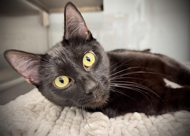 Photo of BINX