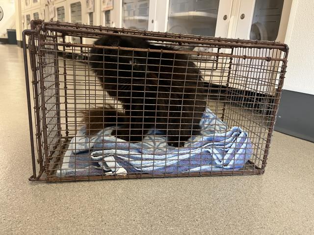 Photo of MIDNIGHT