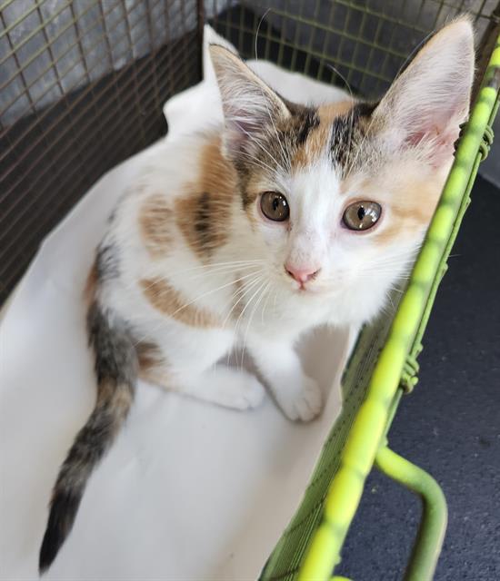 Photo of MINTY