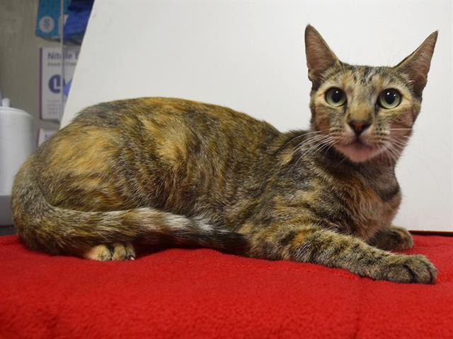 Photo of LYDIA