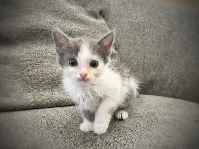 Photo of KIKI OOO-3