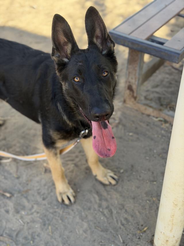 Photo of GUNTHER