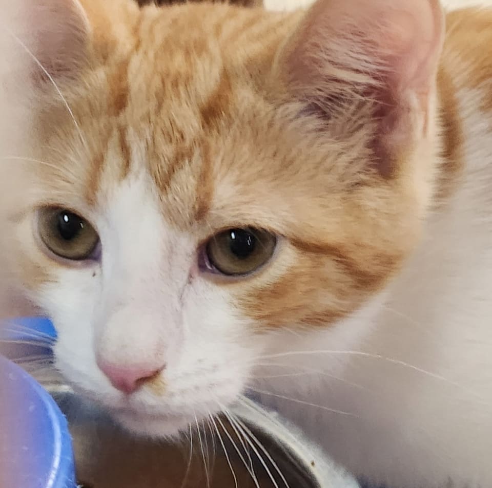 Photo of Mousie Wrangler