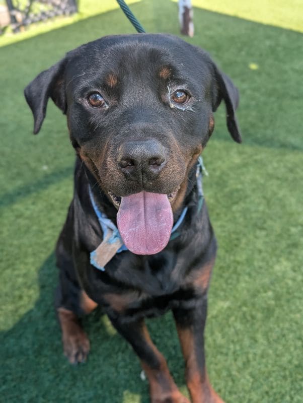Photo of Clyde