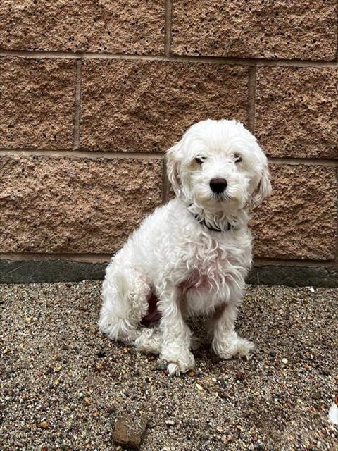 Photo of PEBBLES