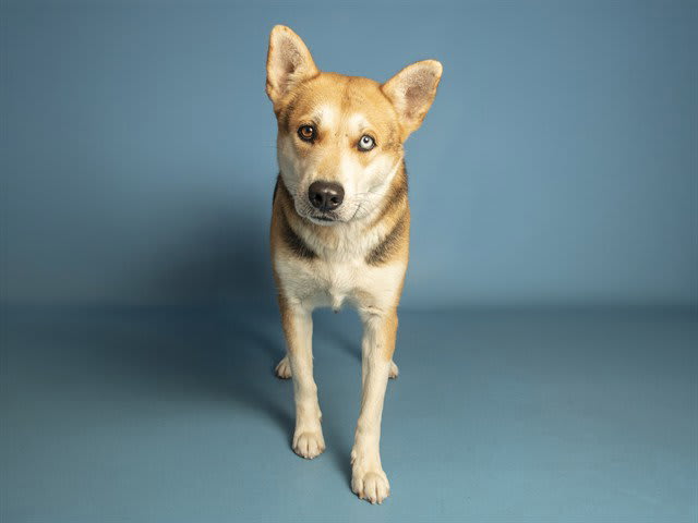 Photo of GIDGET