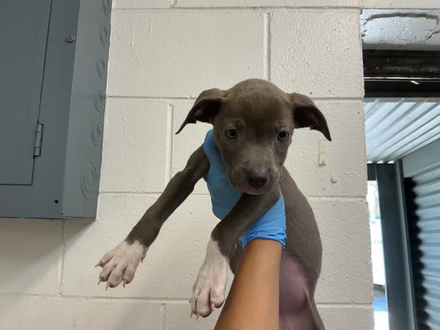 Photo of BLUEY