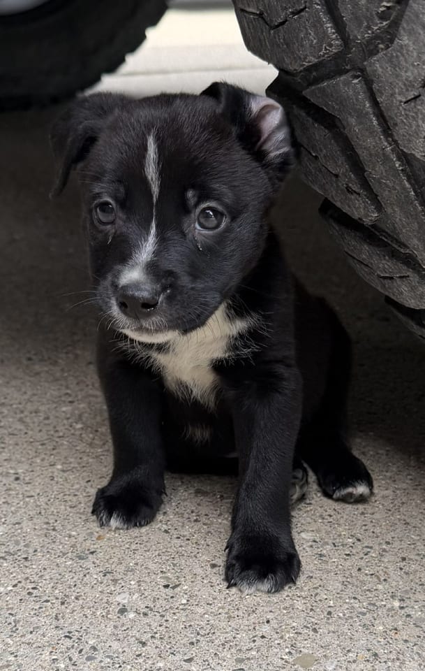 Photo of Spanky