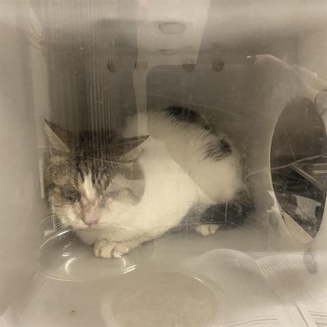 Photo of Cat