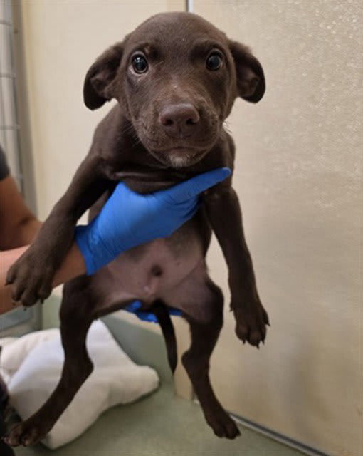 Photo of Dog