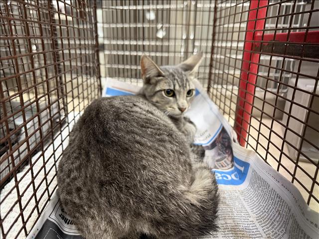 Photo of Cat