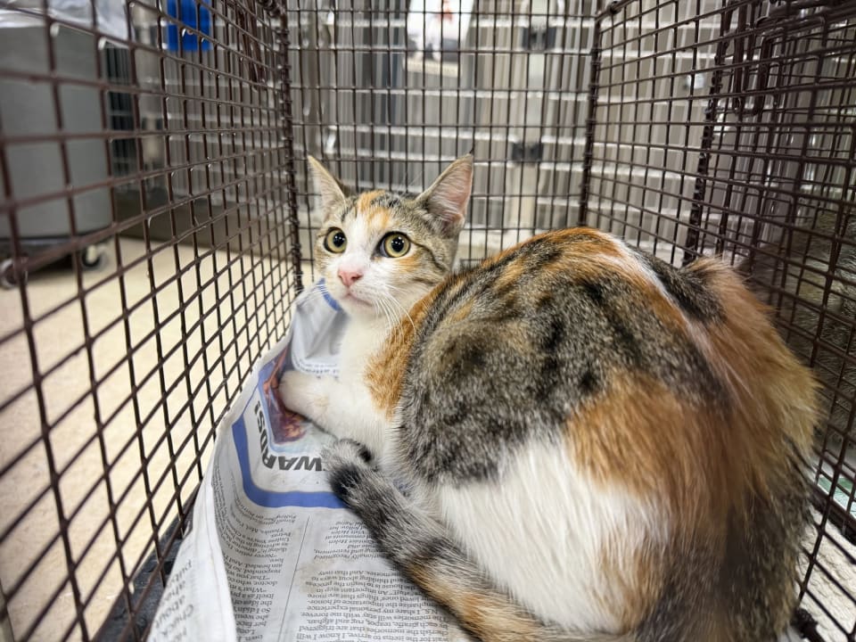 Photo of Cat
