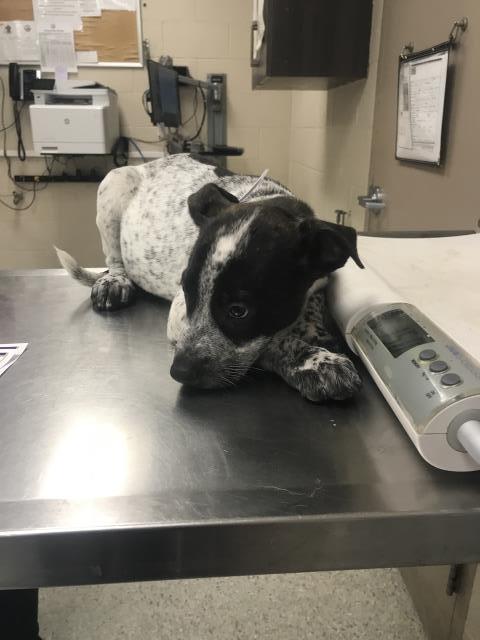 Photo of ROOTER
