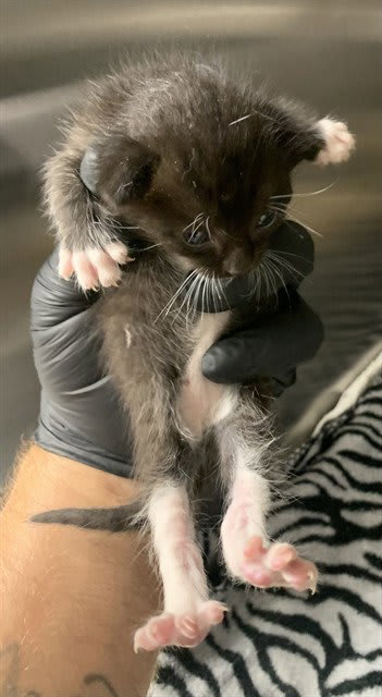 Photo of Cat
