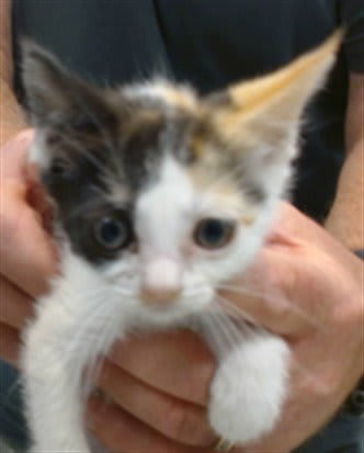 Photo of Cat