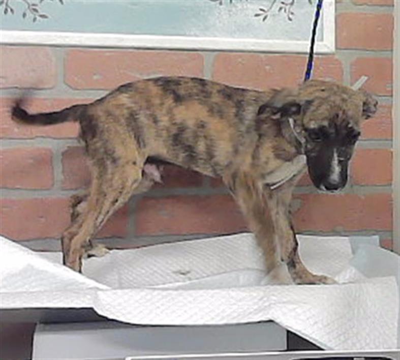 Photo of Dog