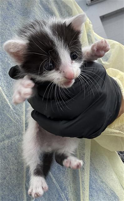 Photo of OREO