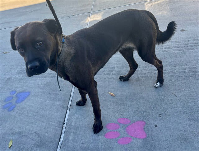 Photo of SHADOW