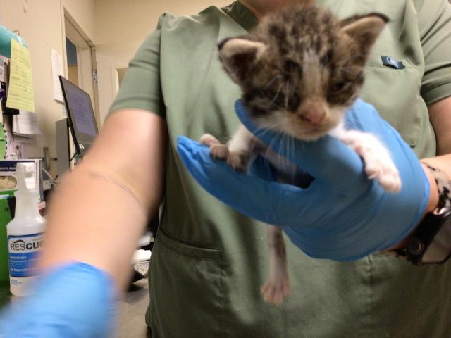 Photo of Cat