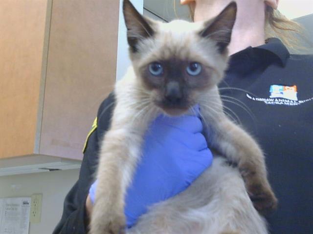 Photo of Cat