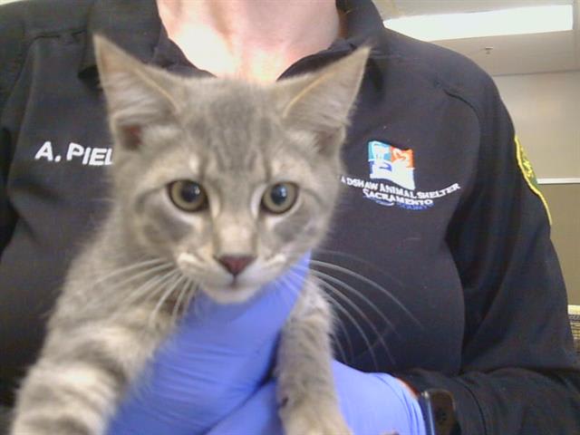Photo of Cat