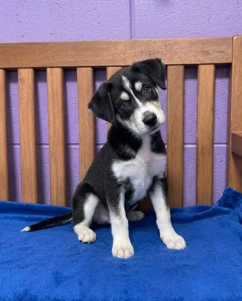 Photo of ROCKY