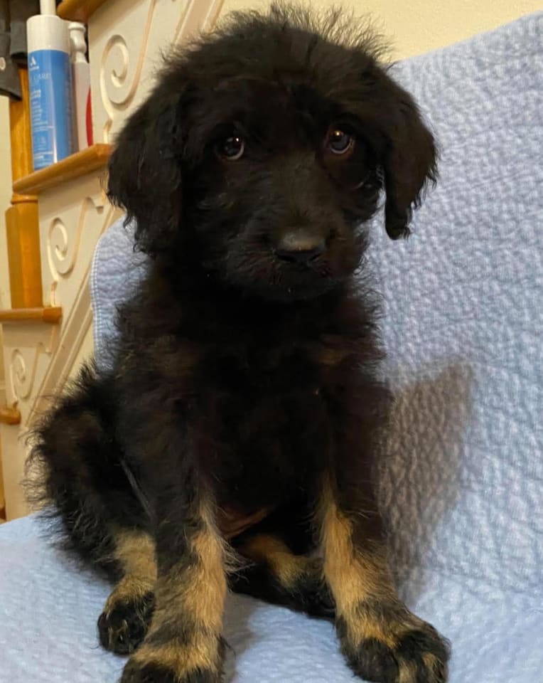 Photo of Sabrina Sep 26 - In Foster in Cary, NC
