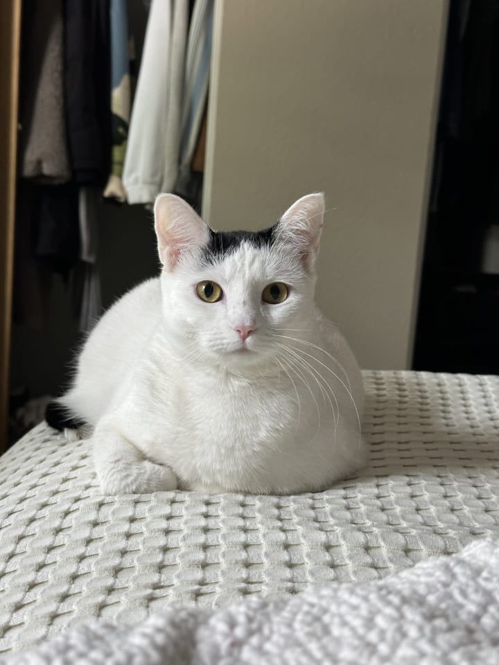 Photo of Cloudette