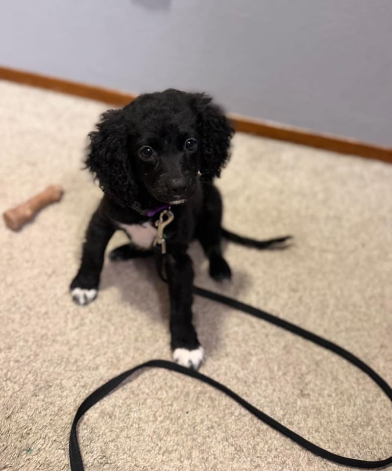 Photo of Oreo
